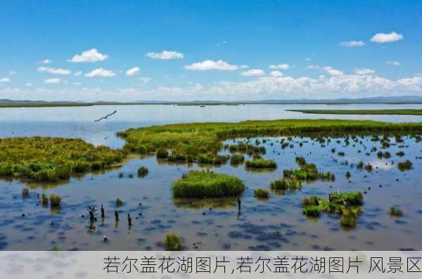 若尔盖花湖图片,若尔盖花湖图片 风景区