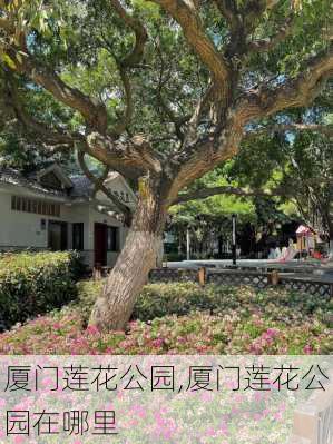 厦门莲花公园,厦门莲花公园在哪里