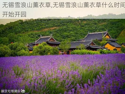 无锡雪浪山薰衣草,无锡雪浪山薰衣草什么时间开始开园