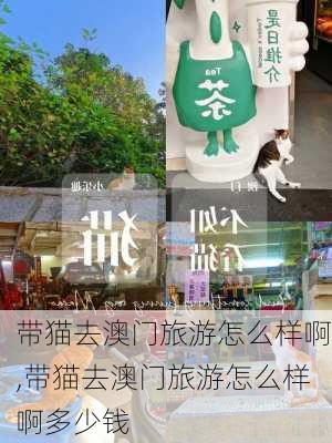 带猫去澳门旅游怎么样啊,带猫去澳门旅游怎么样啊多少钱