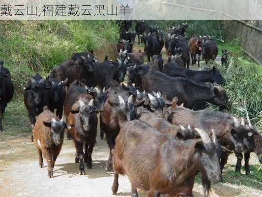 戴云山,福建戴云黑山羊