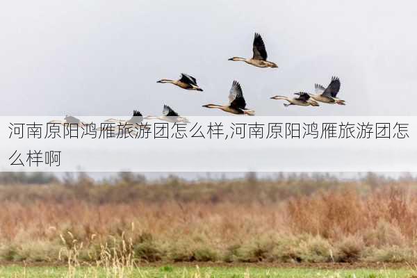 河南原阳鸿雁旅游团怎么样,河南原阳鸿雁旅游团怎么样啊